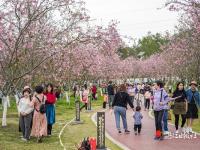 廉江櫻花公園擬評定為國家3A級旅游景區(qū)