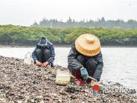 特呈島上的“趕潮人”