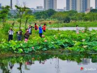 “龍舟水”時節(jié) 雨水充沛 荷花飄香