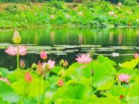 “龍舟水”時節(jié) 雨水充沛 荷花飄香