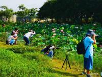 花海盛放！湛江這個(gè)地方荷花飄香，速來(lái)打卡！