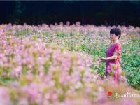 湛江这片“花海”，刷屏了！