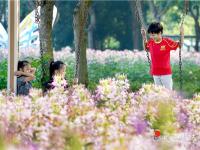 湛江这片“花海”，刷屏了！