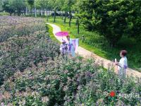 湛江这片“花海”，刷屏了！