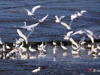 白鹭舞翩跹  尽显生态美