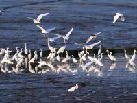 白鹭舞翩跹  尽显生态美