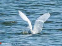 “海岸精靈”起舞金沙灣畔