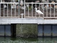 水清岸綠生態(tài)美  鶴地銀湖鳥翩躚