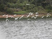 水清岸綠生態(tài)美  鶴地銀湖鳥翩躚