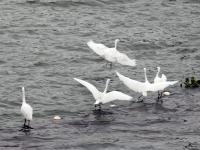 水清岸綠生態(tài)美  鶴地銀湖鳥翩躚