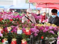 港城年味漸濃  年桔年花年紅熱銷