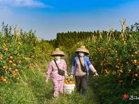 沃柑黃澄澄 日子紅火火