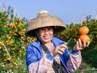 沃柑黃澄澄 日子紅火火