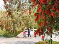 文明創(chuàng)建｜濱湖公園垂枝紅千層盛開