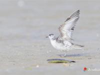 湛江“水鳥天堂”迎來北冰洋稀客