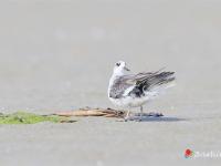 湛江“水鳥天堂”迎來北冰洋稀客