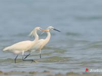 湛江“水鳥天堂”迎來北冰洋稀客