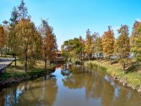 濱湖公園：湖光“杉”色  冬日迷彩