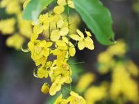 南國熱帶花園：臘腸花開季  滿樹“黃金雨”