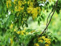 南國熱帶花園：臘腸花開季  滿樹“黃金雨”