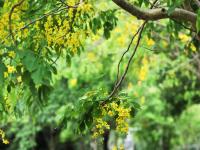 南國熱帶花園：臘腸花開季  滿樹“黃金雨”