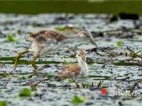 “水上鳳凰”育雛忙