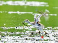 “水上鳳凰”育雛忙