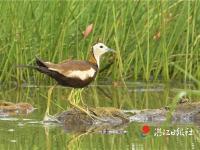 “水上鳳凰”育雛忙