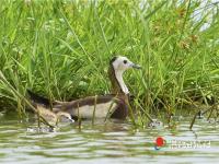 “水上鳳凰”育雛忙