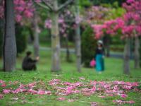 銀帆花園異木棉花海綻放