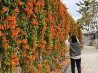 “炮仗花”開迎春來