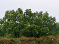 廉江安鋪紅樹林：白鷺蹁躚飛 生態(tài)畫卷美