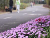 惠風(fēng)拂南國(guó) 繁花競(jìng)港城