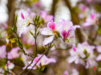 花漫港城  滿目芳菲