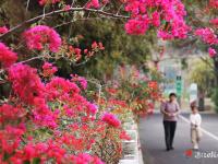 惠風(fēng)拂南國(guó) 繁花競(jìng)港城