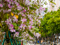 花漫港城  滿目芳菲