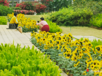 花漫港城  滿目芳菲