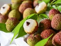 荔红时节共赴“甜蜜之约”