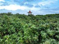 荔红时节共赴“甜蜜之约”