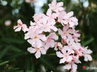 夹竹桃花开满城春