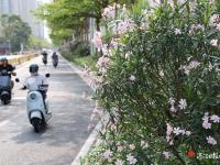 夹竹桃花开满城春