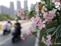 夹竹桃花开满城春