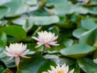 睡莲花开 诗意滨湖