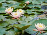 睡莲花开 诗意滨湖