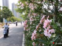 夹竹桃花开满城春