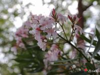 夹竹桃花开满城春