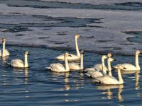 春江水暖“鹅”先知