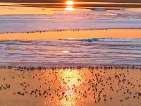 春江水暖“鹅”先知