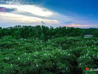  绿美红树林  绘就生态新画卷