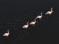 春江水暖“鹅”先知